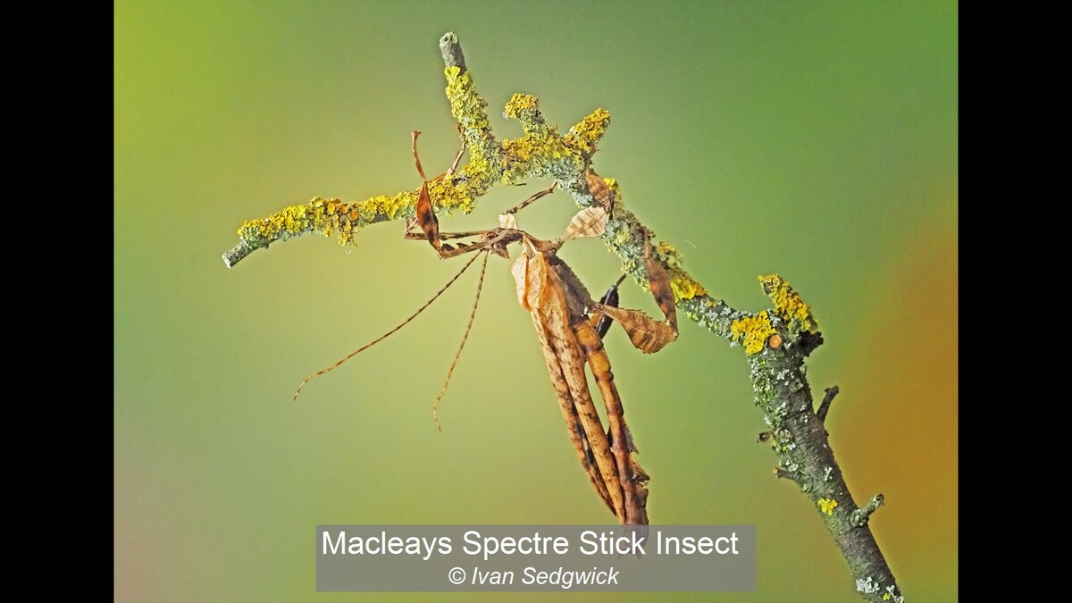 Macleays Spectre Stick Insect